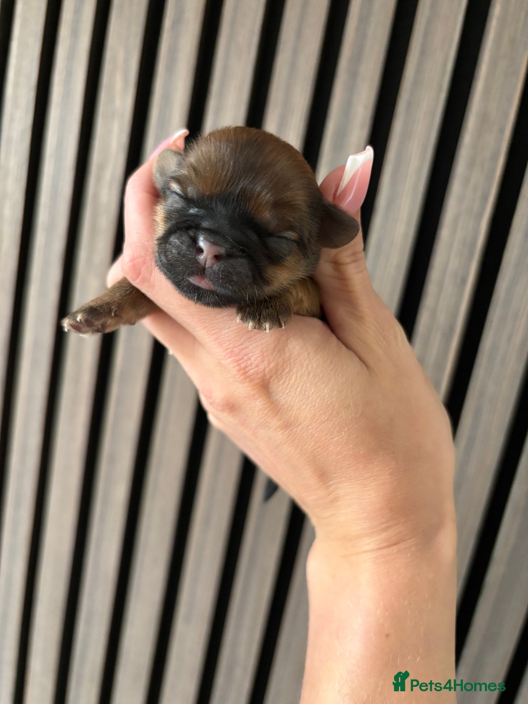 Shih Tzu dogs for sale: Imperial shihtzu - Image 3