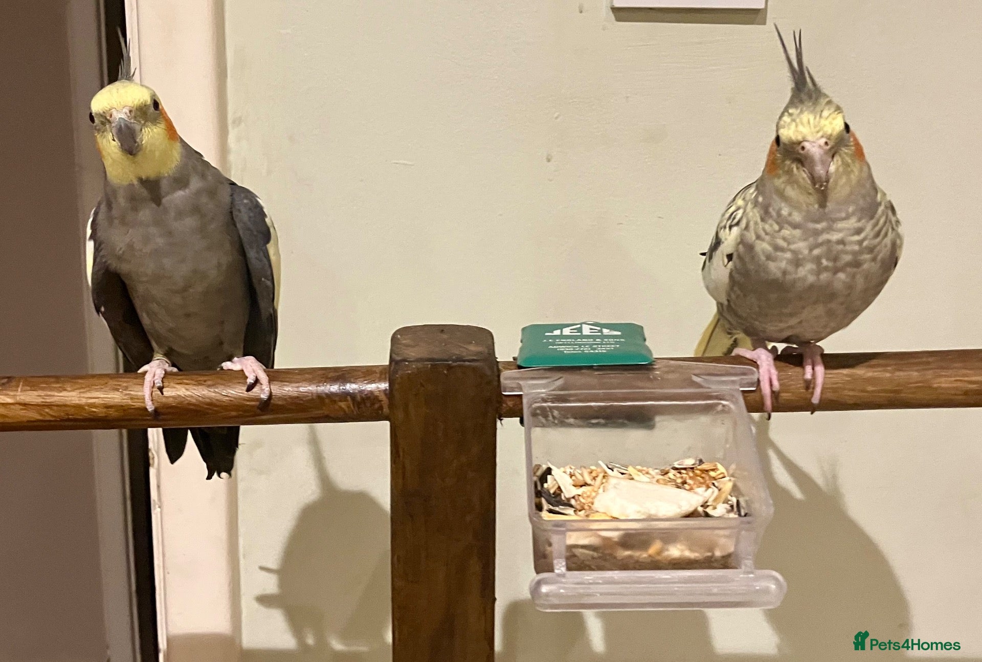 Cockatiels birds Bonded pair cockatiels  - Advert 2