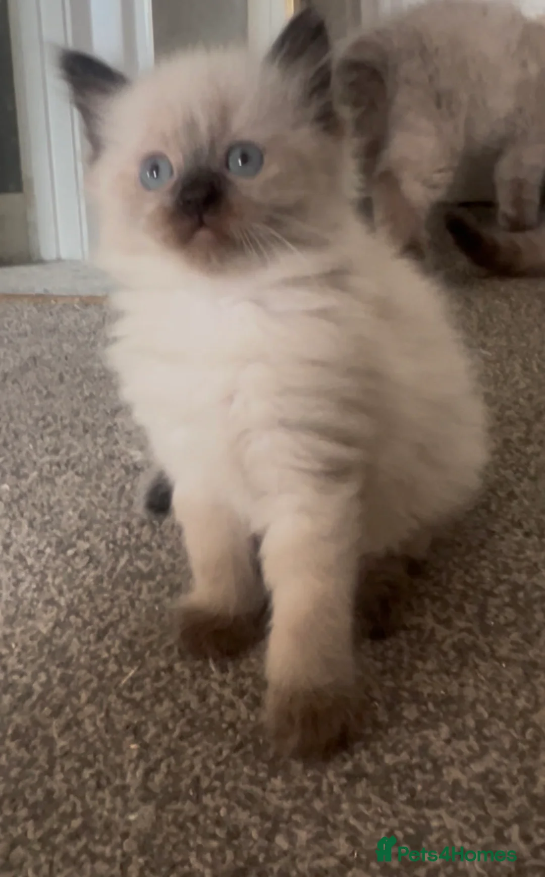 Ragdoll cats for sale: Beautiful fluffy Ragdolls  - Advert 1