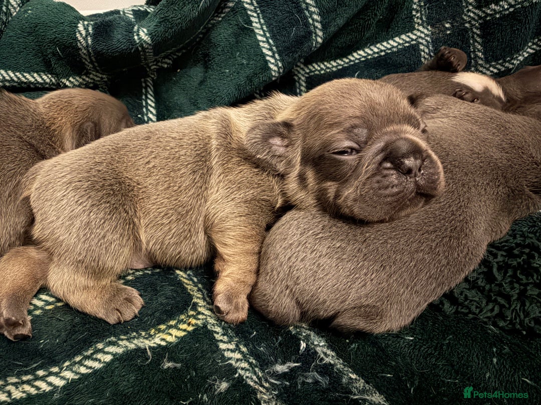 French Bulldog dogs for sale: 5 Beautiful French Bulldog Puppies - Advert 3
