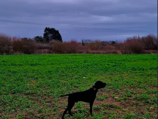 German Shorthaired Pointer dogs PROVEN full KC Reg GSP 5th Generation working - Advert 4