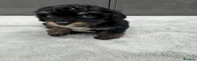Cavapoo Black And Tan Boy