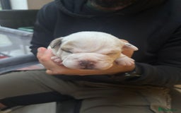 Mixed Breed dogs for sale: English Bulldog Staff Mix (Old Tyme Bulldog) - Image 7