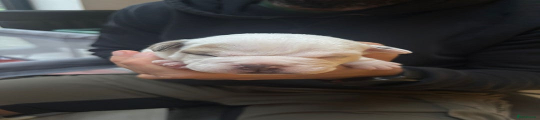 Puppy 4