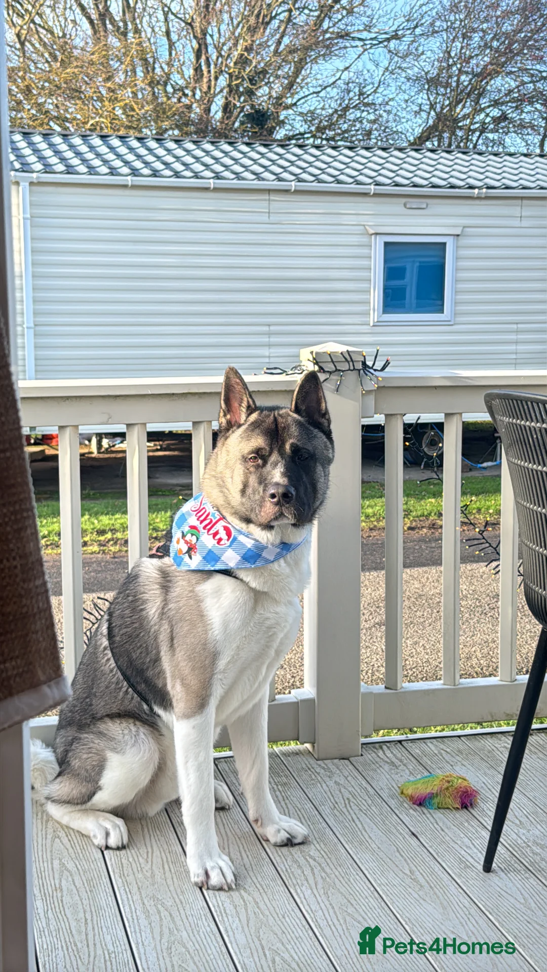 Akita dogs for sale: Male American Akita   in Clacton-on-Sea - Advert 2