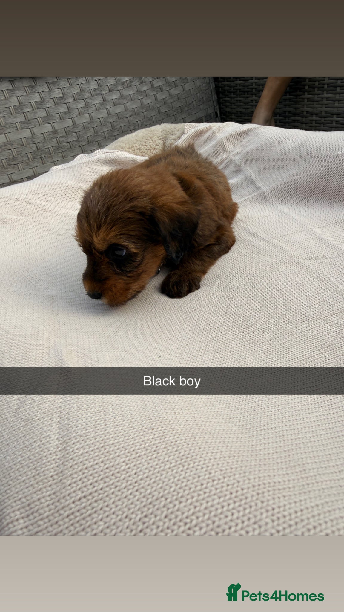 Mixed Breed dogs for sale: Whoodle puppies  - Advert 21