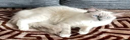 Ragdoll cats for sale: Ragdoll kittens ready now - Advert 2