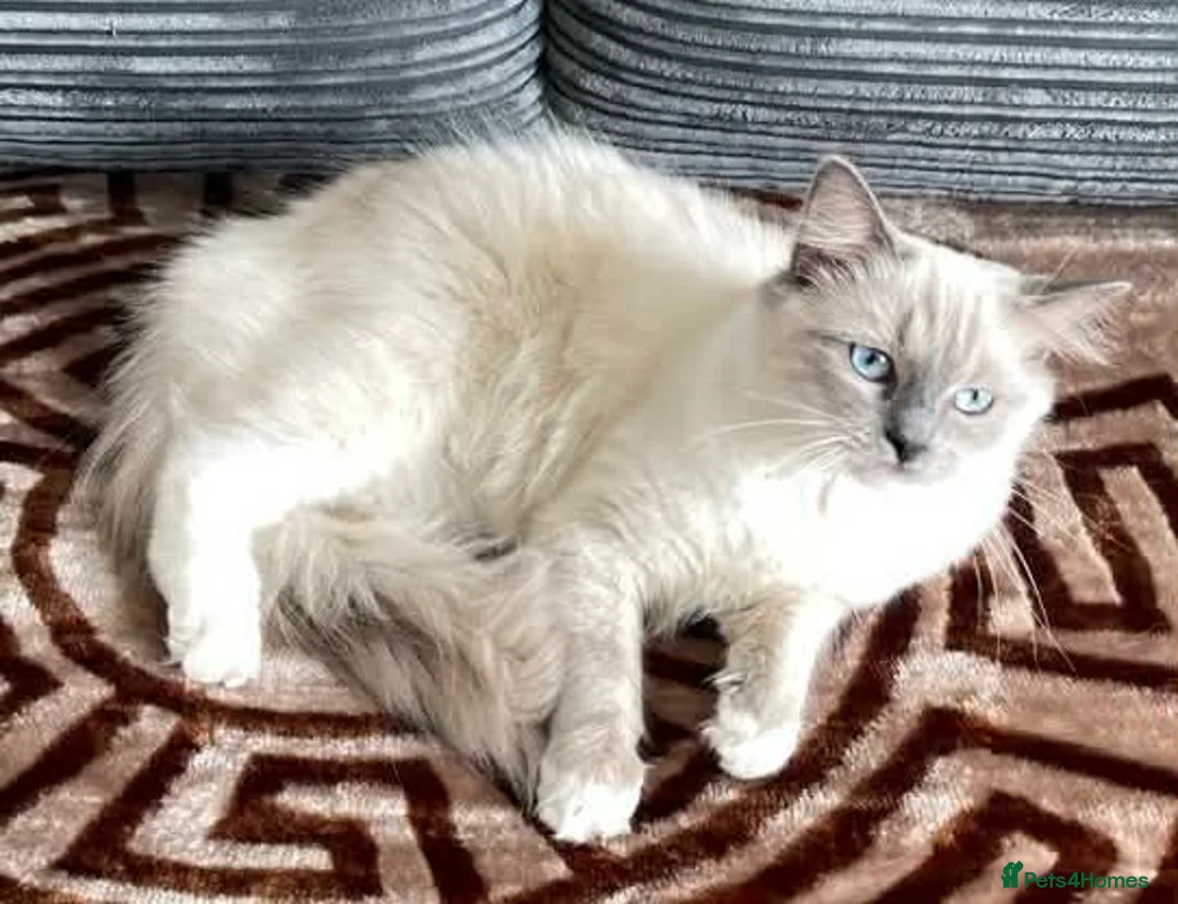 Ragdoll cats for sale: Ragdoll kittens ready now - Advert 2