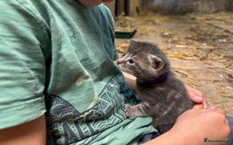British Shorthair cats for sale: Beautiful litter of adorable kittens - Image 21