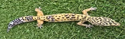Leopard Gecko reptiles for sale: Leopard Geckos in Kingston upon Thames - Advert 3
