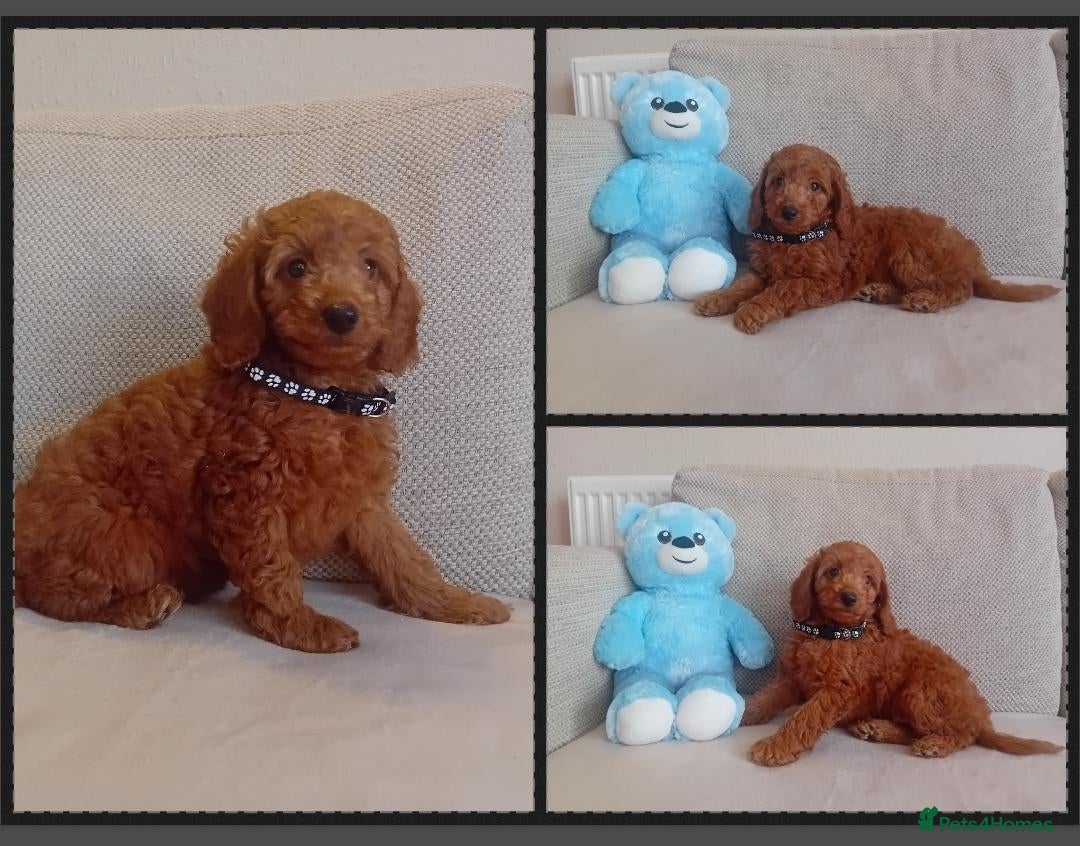 Goldendoodle dogs for sale: Miniature Red Goldendoodle Puppies  - Advert 13