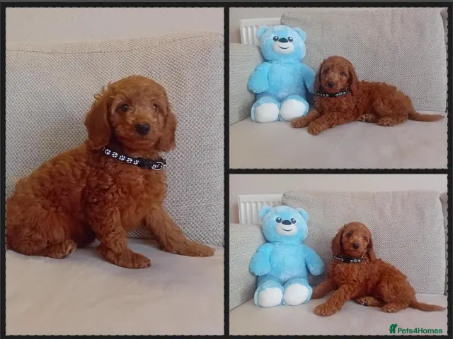 Goldendoodle dogs for sale: Miniature Red Goldendoodle Puppies - Advert 13