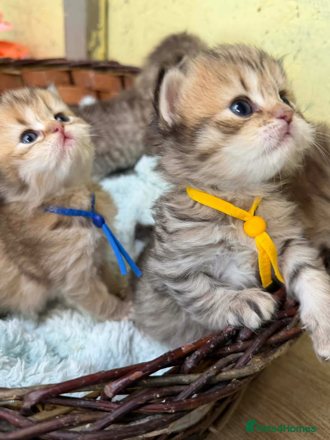 British Shorthair cats for sale: Adorable British Shorthair kittens golden  - Advert 1