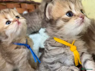 British Shorthair cats Adorable British Shorthair kittens golden - Advert 2