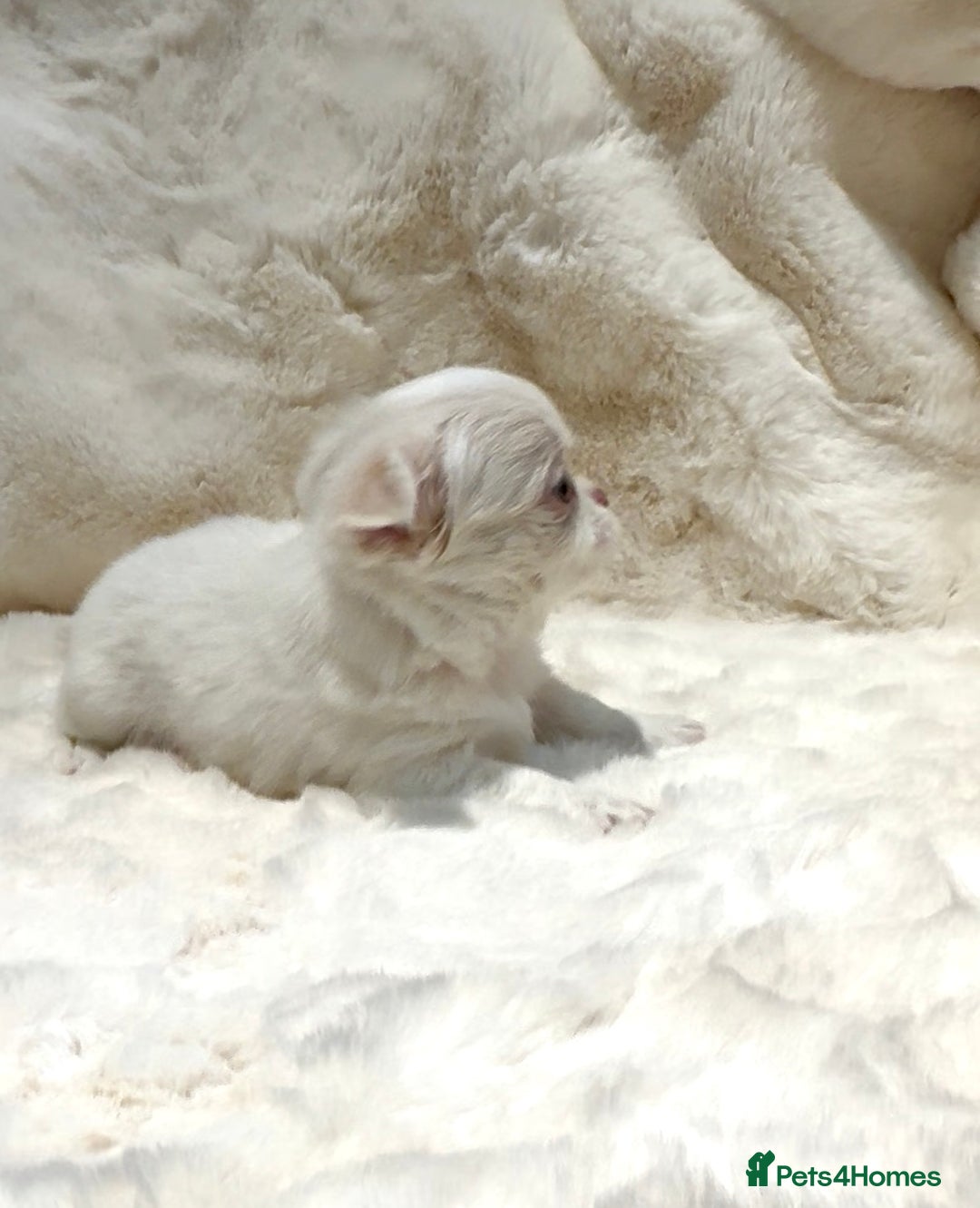 Chihuahua dogs for sale: QUALITY LONG COAT KC CHIHUAHUA PUPPIES  - Advert 14