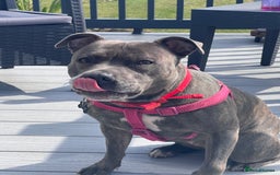 Staffordshire Bull Terrier dogs for sale: Bailey,nearly 5 years old SBT - Image 7