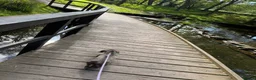 Miniature Dachshund dogs for sale: Miniature Dachshund For Sale - Advert 6