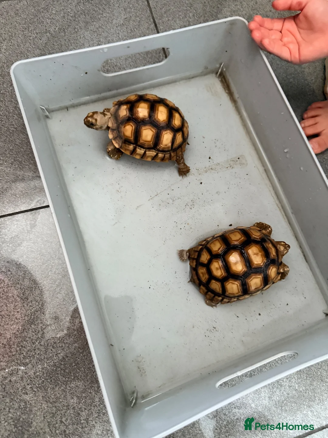 Tortoise reptiles for sale: Sacata tortoise x2 - Advert 2