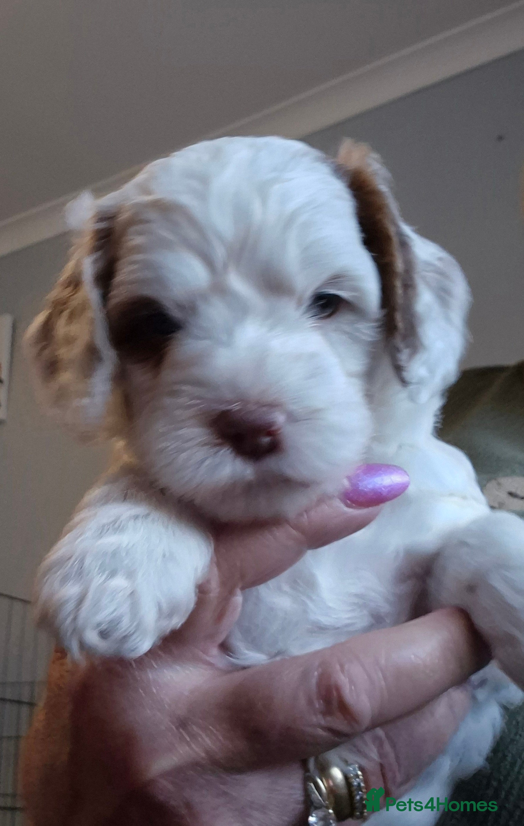 Cockapoo dogs 6 beautiful cockapoo puppies - Advert 2