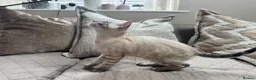 Bengal cats for sale: Stunning TICA Registered Snow Lynx Bengal Kittens - Advert 25