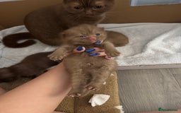 British Shorthair cats for sale: 🤎 British Shorthair Cinnamon Kittens🤎 - Image 9