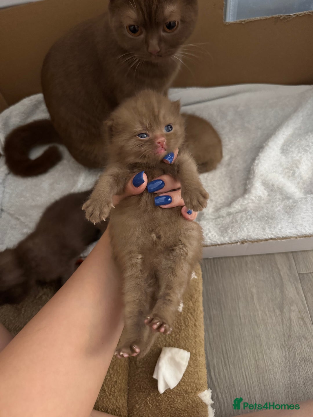 British Shorthair cats for sale: 🤎 British Shorthair Cinnamon Kittens🤎 - Image 9