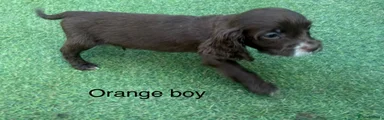 Cocker Spaniel 2