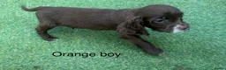 Cocker Spaniel dogs for sale: Beautiful cocker spaniel - Advert 32