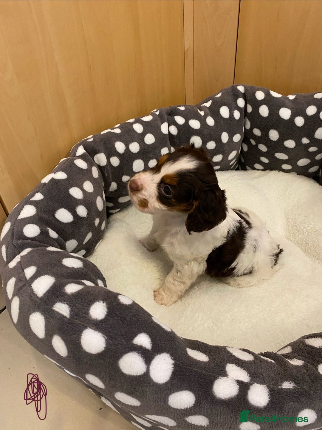 Cocker Spaniel dogs for sale: Working Cocker spaniel puppies  - Image 8