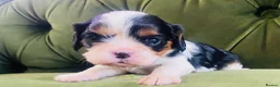 Cavalier King Charles Spaniel dogs for sale: KC Cavalier King Charles Puppies, All 4 Colours. - Advert 18
