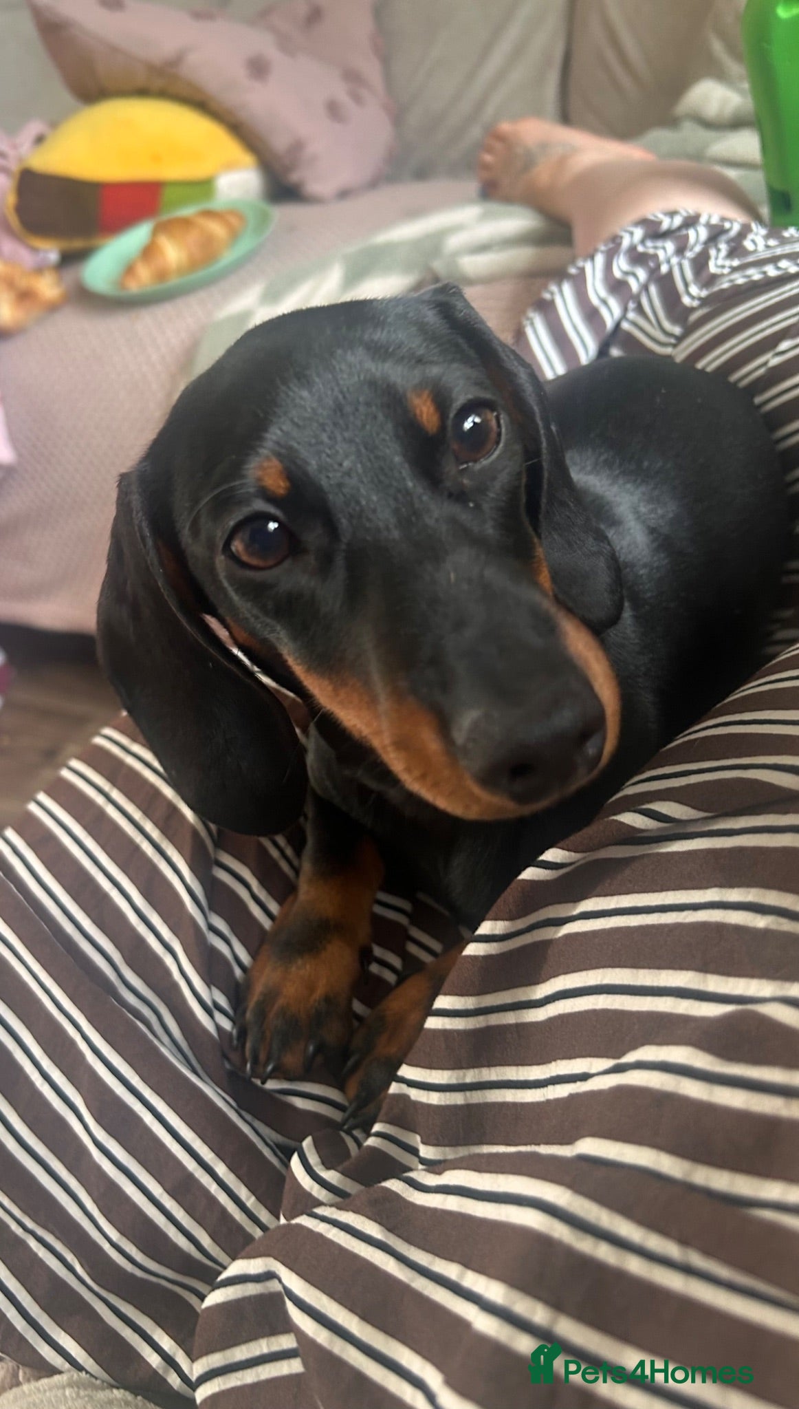 Dachshund dogs 4 month old female dachshund  - Advert 5