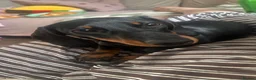 Dachshund dogs for sale: 4 month old female dachshund  in Banbury - Advert 1