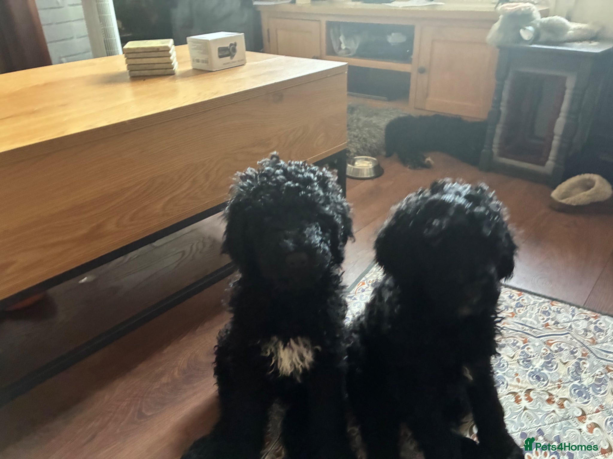 Standard Poodle dogs SHOW standard poodles TWO BOYS SOLD ONE GIRL SOLD  - Advert 2
