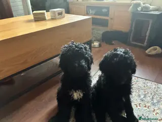 Standard Poodle dogs SHOW standard poodles TWO BOYS SOLD ONE GIRL SOLD - Advert 2