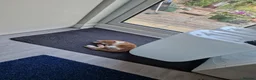 Mixed Breed cats for sale: Handsome Ginger Boy & Adorable Calico Girl - Advert 22