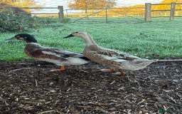 Ducks poultry for sale: Bonded breeding pair of silver appleyard ducks  - Advert 1