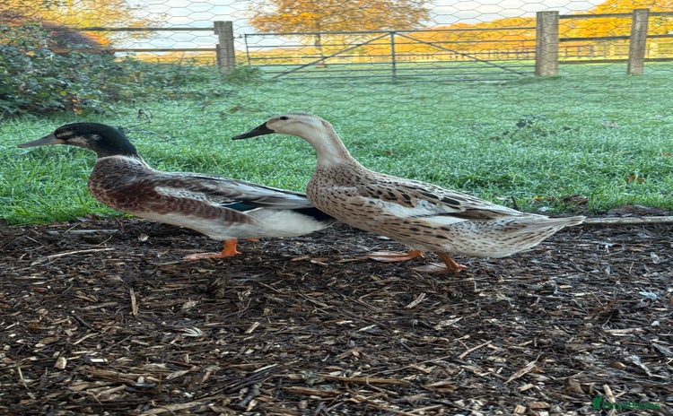 Ducks poultry Bonded breeding pair of silver appleyard ducks  - Advert 1