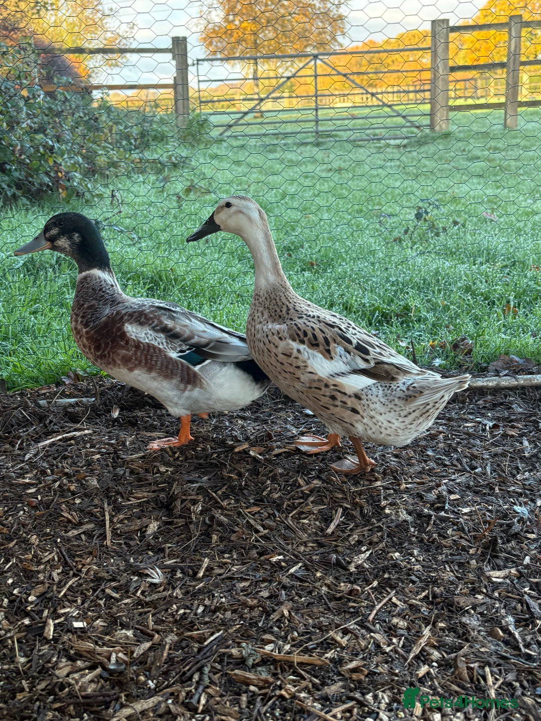 Ducks poultry for sale: Bonded breeding pair of silver appleyard ducks  - Advert 1