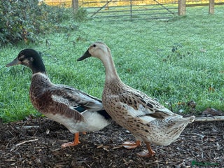 Ducks poultry for sale: Bonded breeding pair of silver appleyard ducks - Advert 1