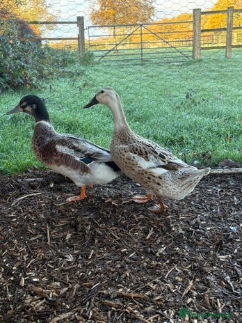 Ducks poultry Bonded breeding pair of silver appleyard ducks - Advert 1