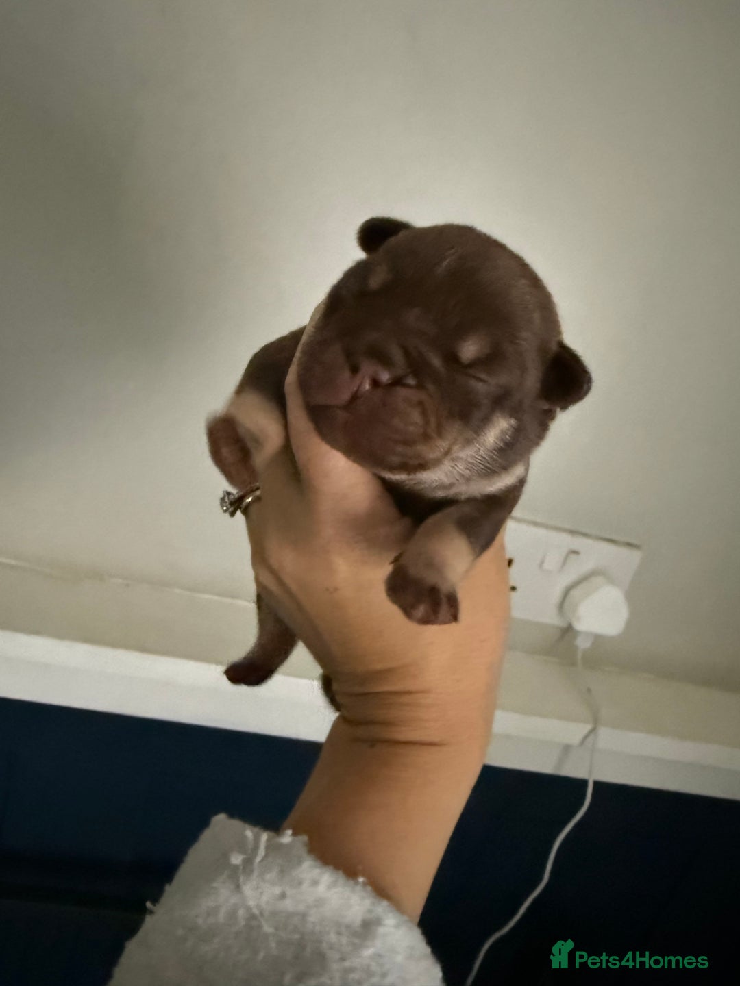 Mixed Breed dogs for sale: CHOCOLATE AND TAN ENGLISH x FRENCHIE - Image 3