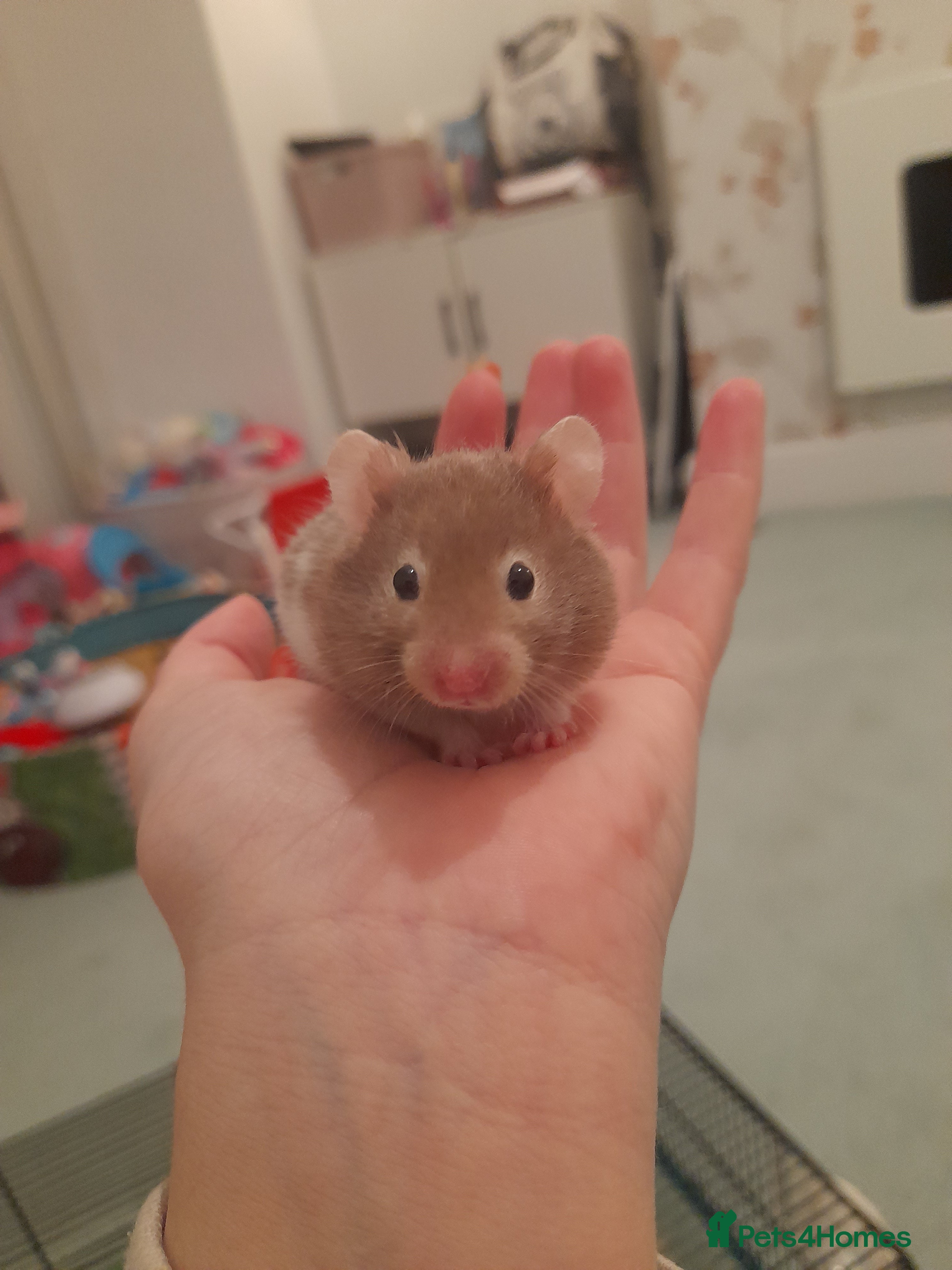 Hamster rodents Pedigree tame baby hamsters  - Advert 3