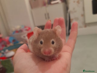 Hamster rodents Pedigree tame baby hamsters - Advert 12