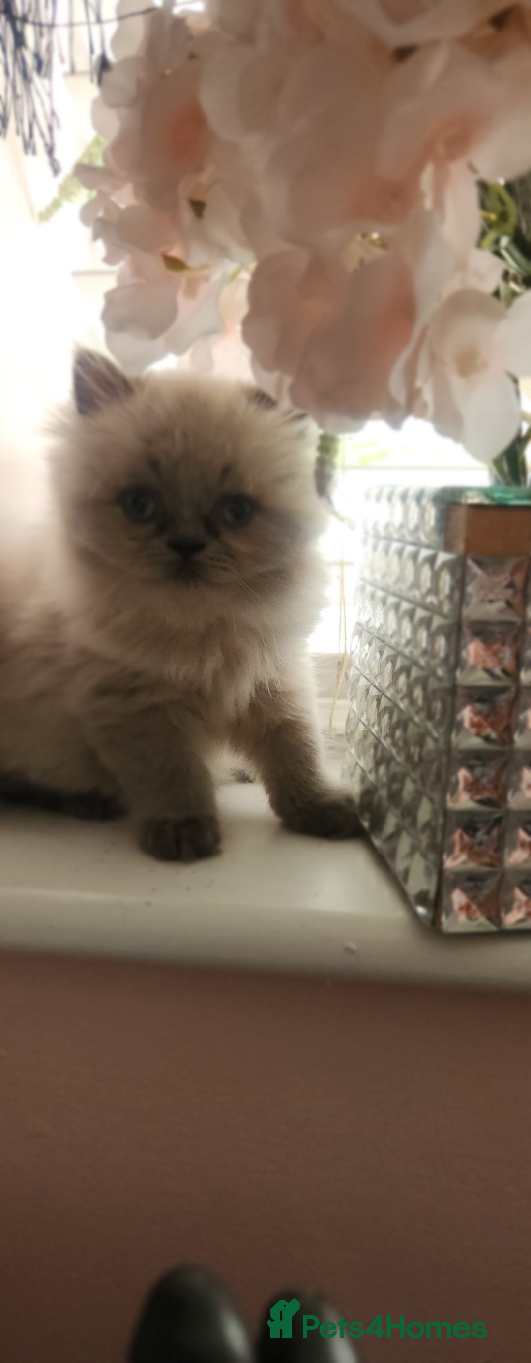 Persian cats for sale: Beautiful blue eyed rare percian point - Image 2