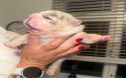 English Bulldog dogs for sale: Beautiful lilac merle female - Advert 9