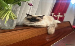 Ragdoll cats for sale: Christmas Ragdoll kitten dolls available  - Image 18