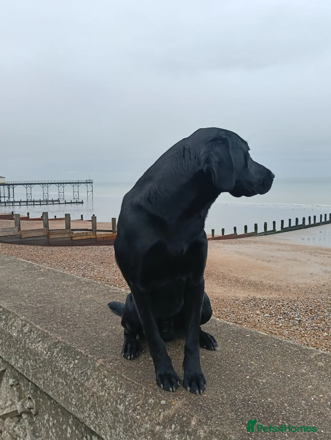 Labrador Retriever dogs for sale: Black Labrador - Advert 2