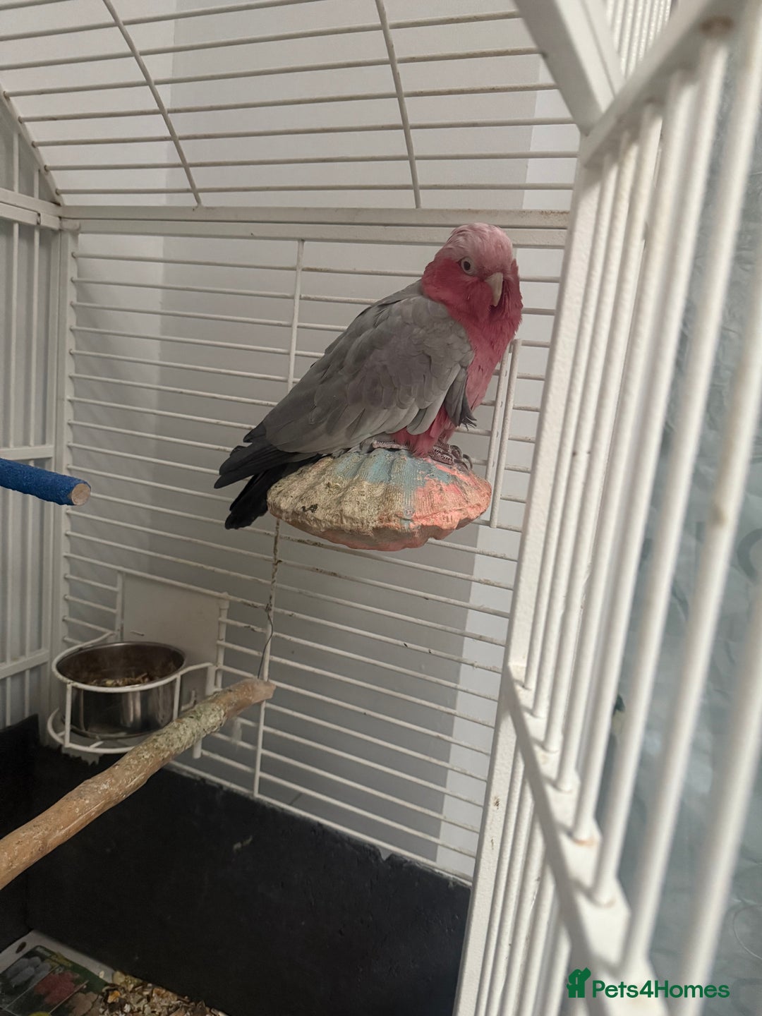 Cockatoo birds for sale: Cockatoo - Image 1