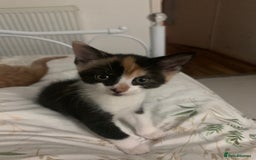 British Shorthair cats for sale: Beautiful Ginger, calico and tuxedo kittens - Image 8