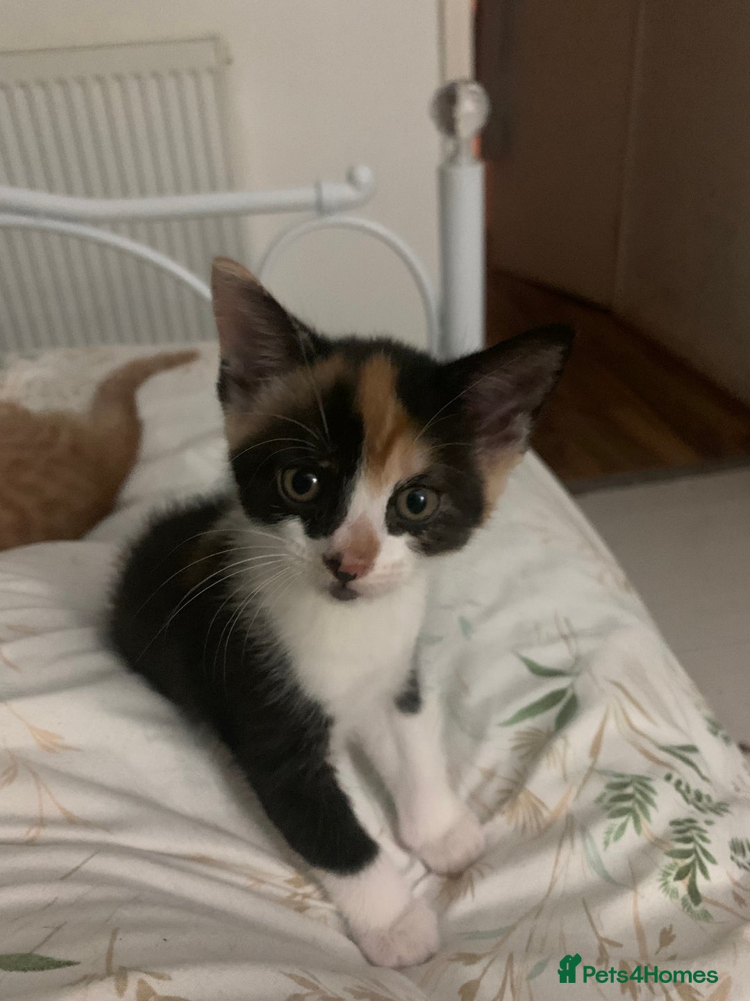 British Shorthair cats for sale: Beautiful Ginger, calico and tuxedo kittens - Image 8